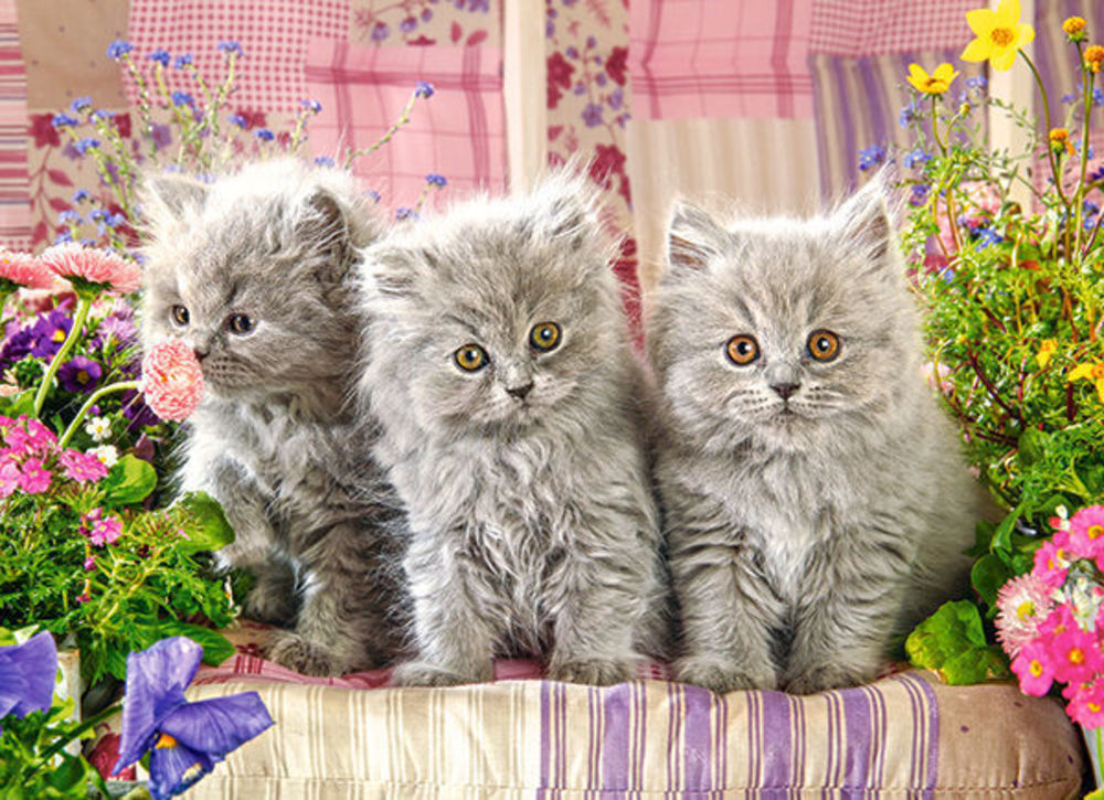 Three Grey Kittens, Puzzle 30 - Castorland  Three Grey Kittens, Puzzle 300 Teile